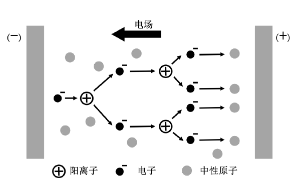 草莓视频APPIOS下载體形成過程示意圖