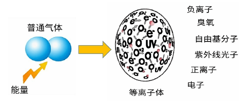 圖1 草莓视频APPIOS下载體組分示意圖 